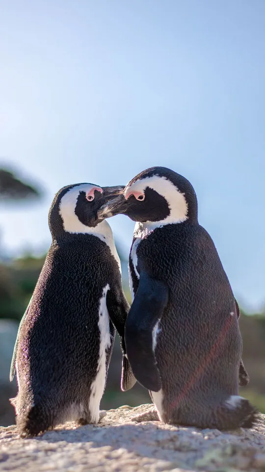 Due pinguini di Magellano vicini